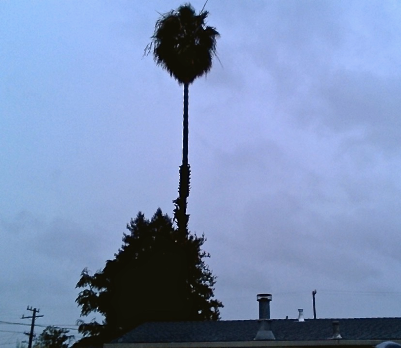 Illustration for article titled Please Assure Me That This Palm Tree Won't Crush Me Today :(